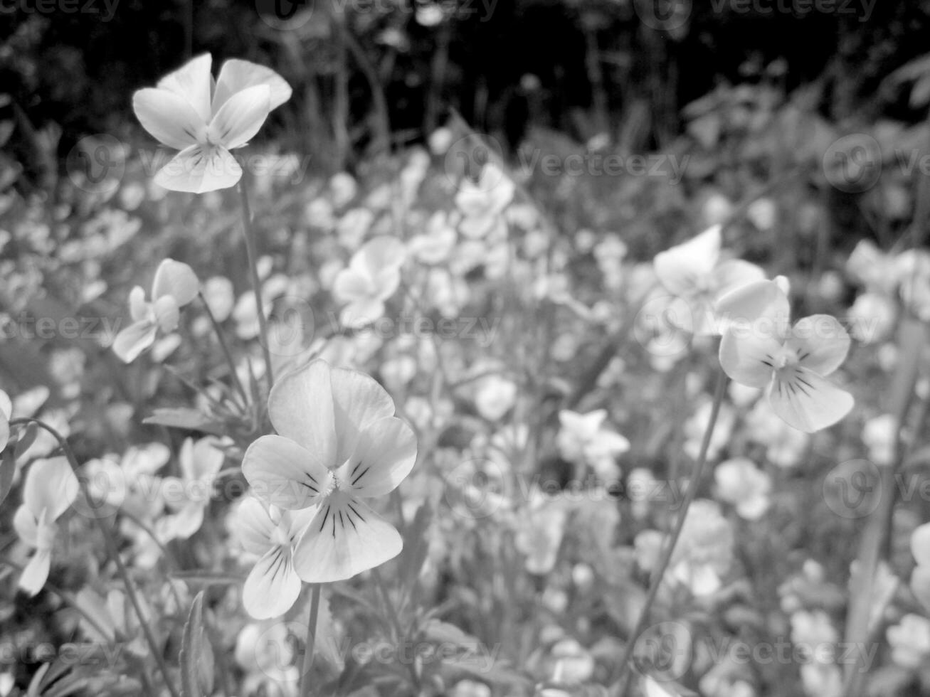 fleur de beauté sauvage avec floraison de nectar photo