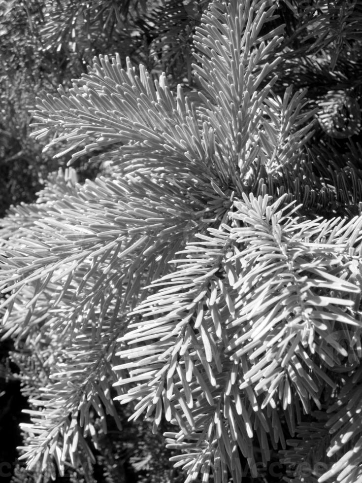 les branches d'arbre pointues vertes sont le symbole du nouvel an et de noël. photo