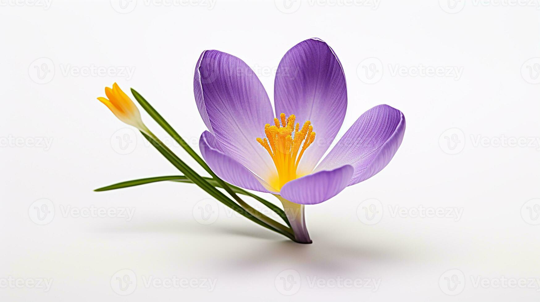 photo de magnifique crocus fleur isolé sur blanc Contexte. génératif ai