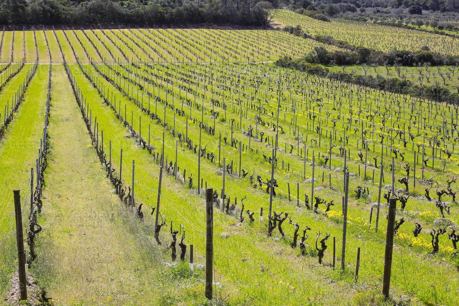 paysage avec le vert des vignes et ses rangs photo