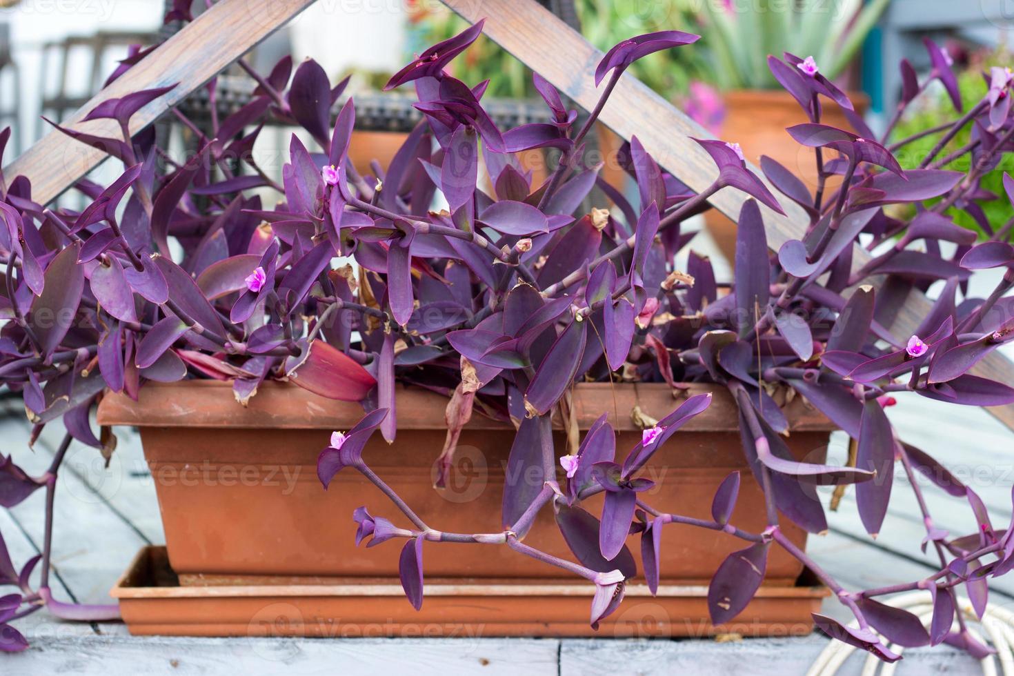 plante coeur violet en pot de fleurs 2985684 Banque de photos