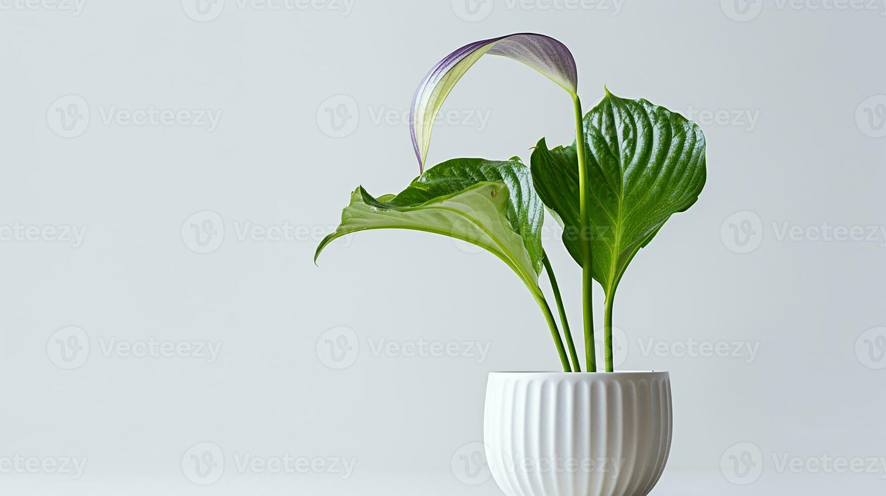 photo de jack-in-the-pulpi fleur dans pot isolé sur blanc Contexte. génératif ai