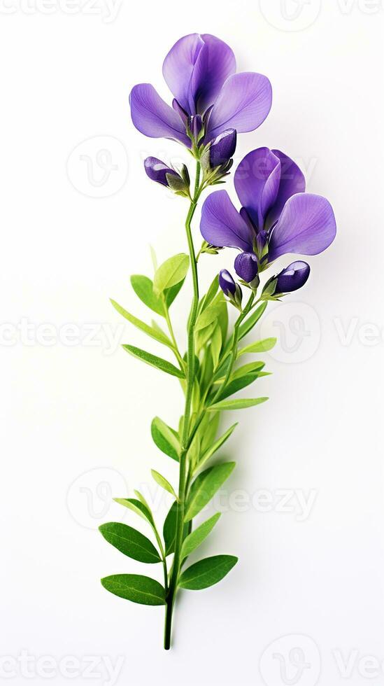 photo de magnifique baptise fleur isolé sur blanc Contexte. génératif ai