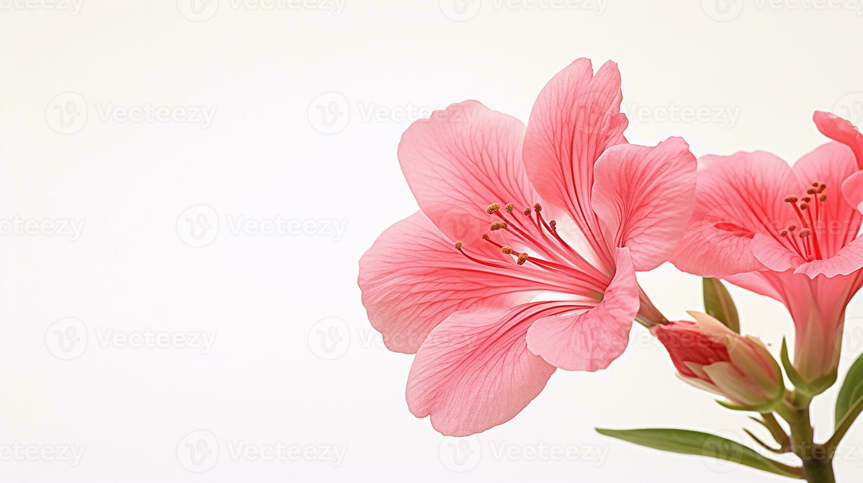 photo de magnifique godetia fleur isolé sur blanc Contexte. génératif ai