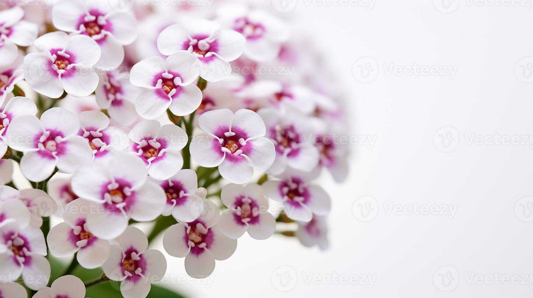 photo de magnifique sucré Alyssum fleur isolé sur blanc Contexte. génératif ai