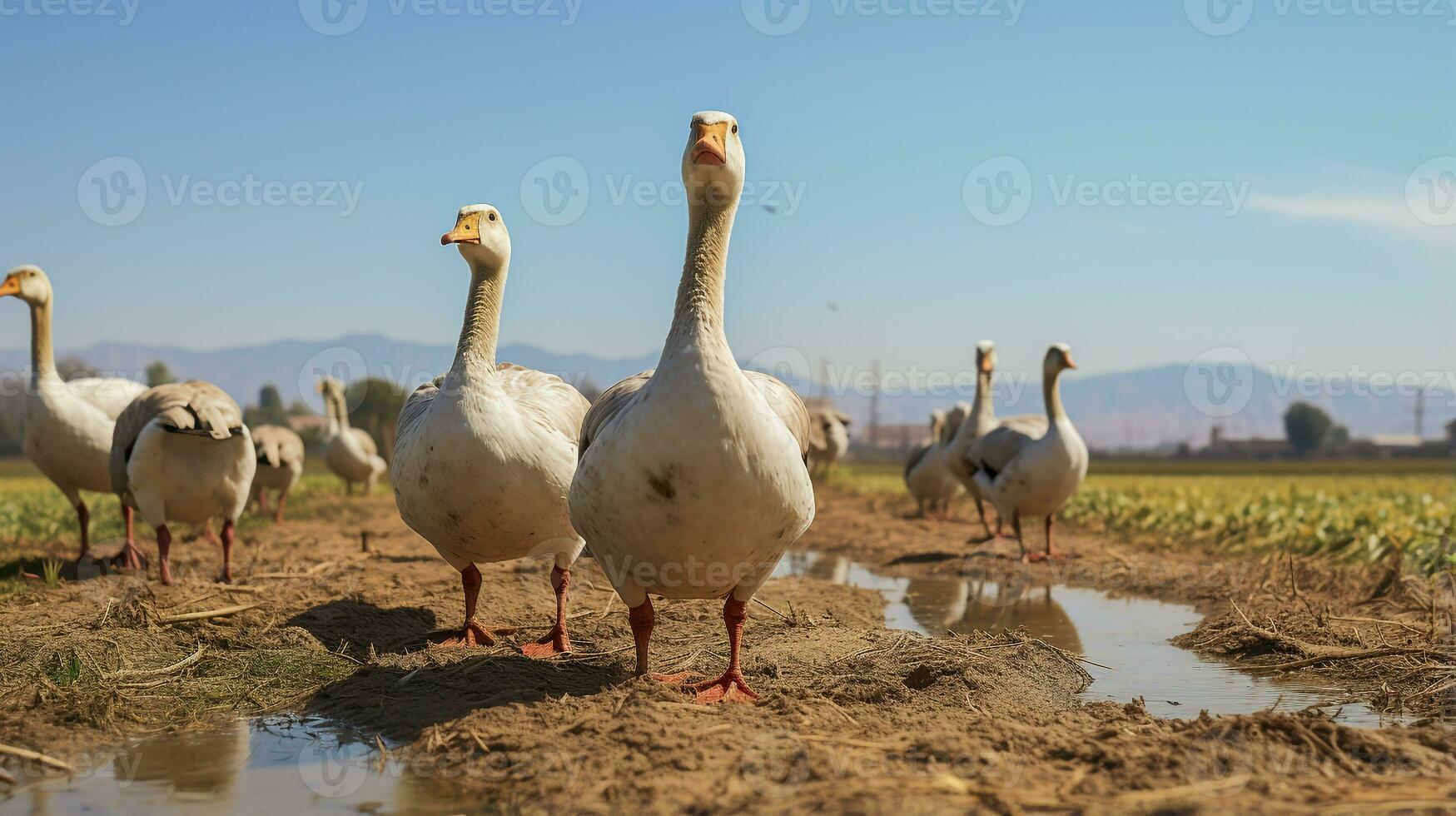 photo de une oies dans le les terres agricoles. génératif ai