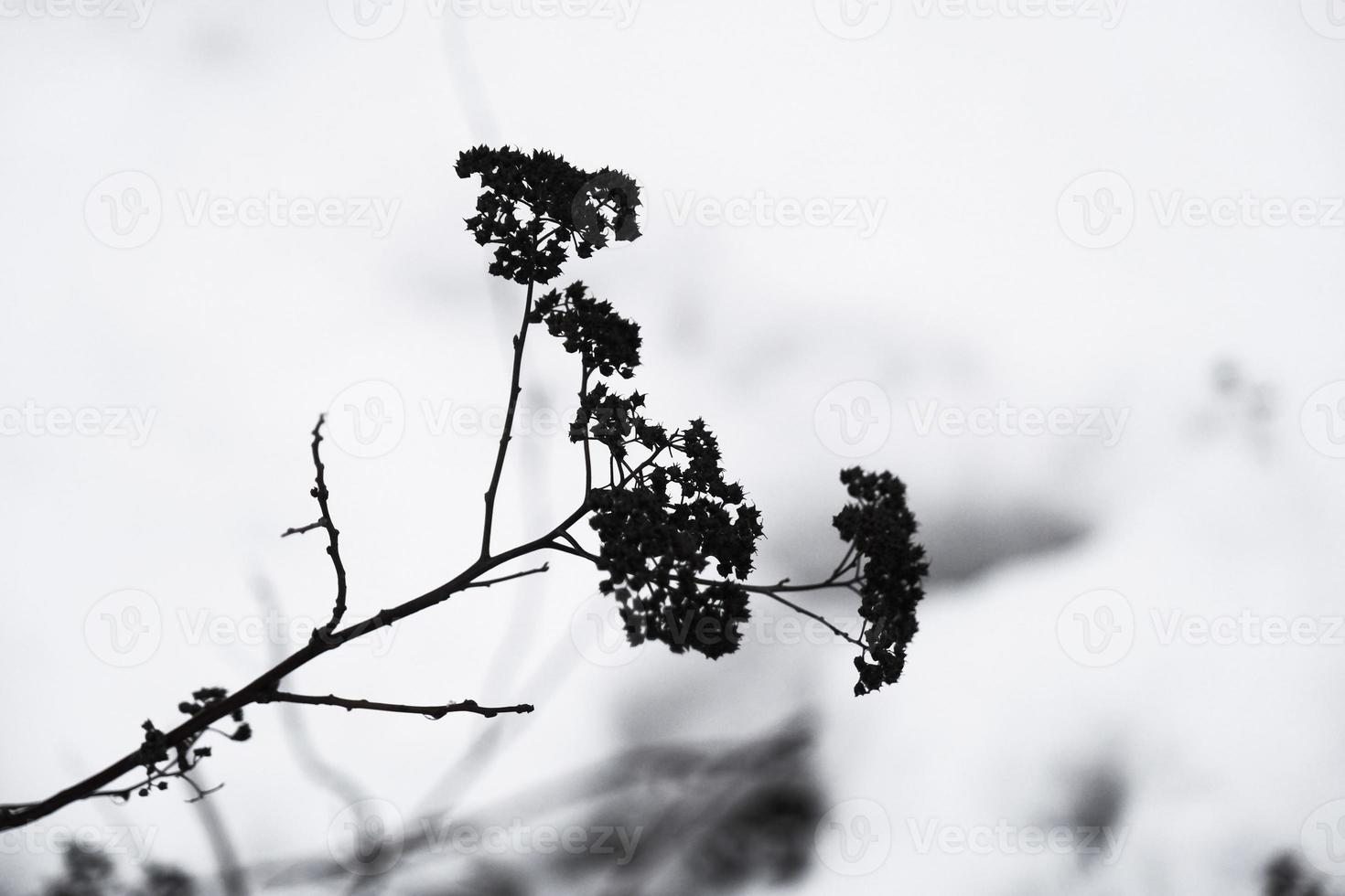 silhouette noire de branche morte séchée sur fond de neige blanche photo