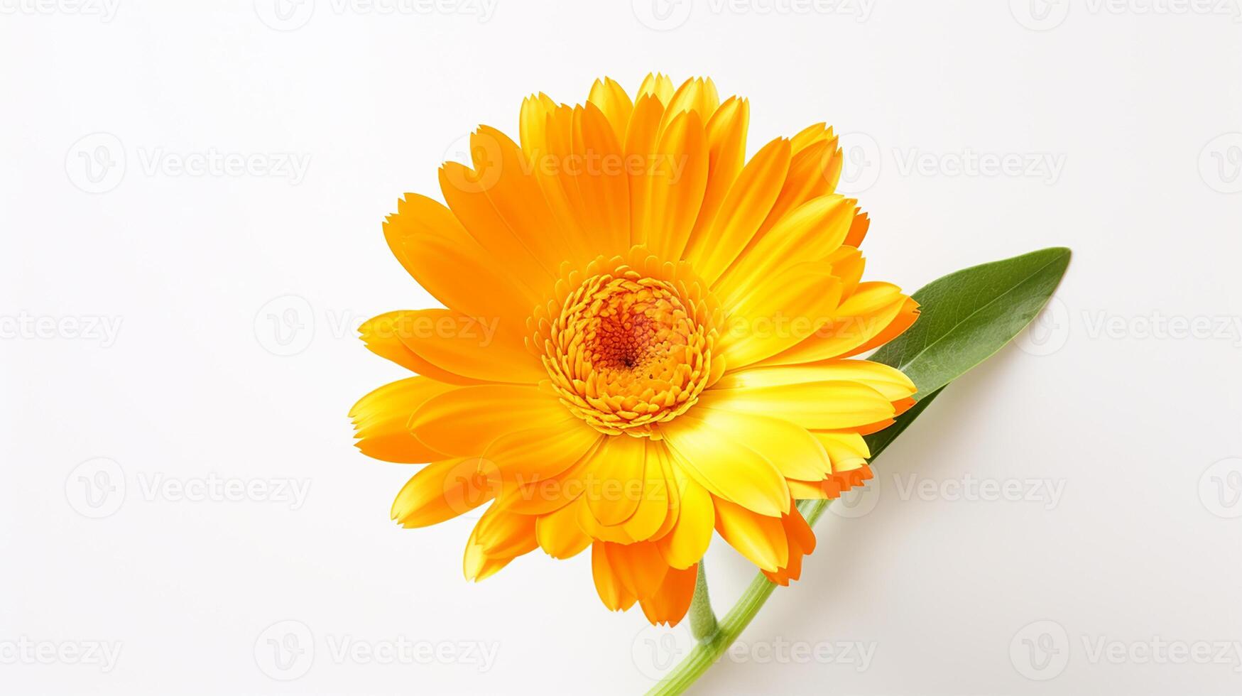 photo de magnifique calendula fleur isolé sur blanc Contexte. génératif ai