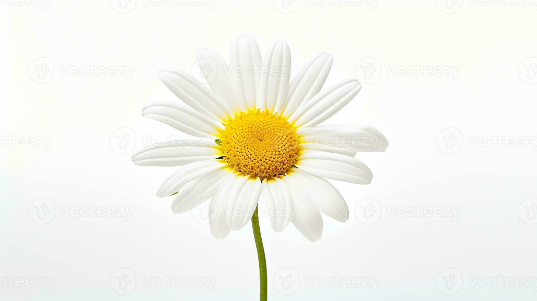 photo de magnifique Marguerite fleur isolé sur blanc Contexte. génératif ai