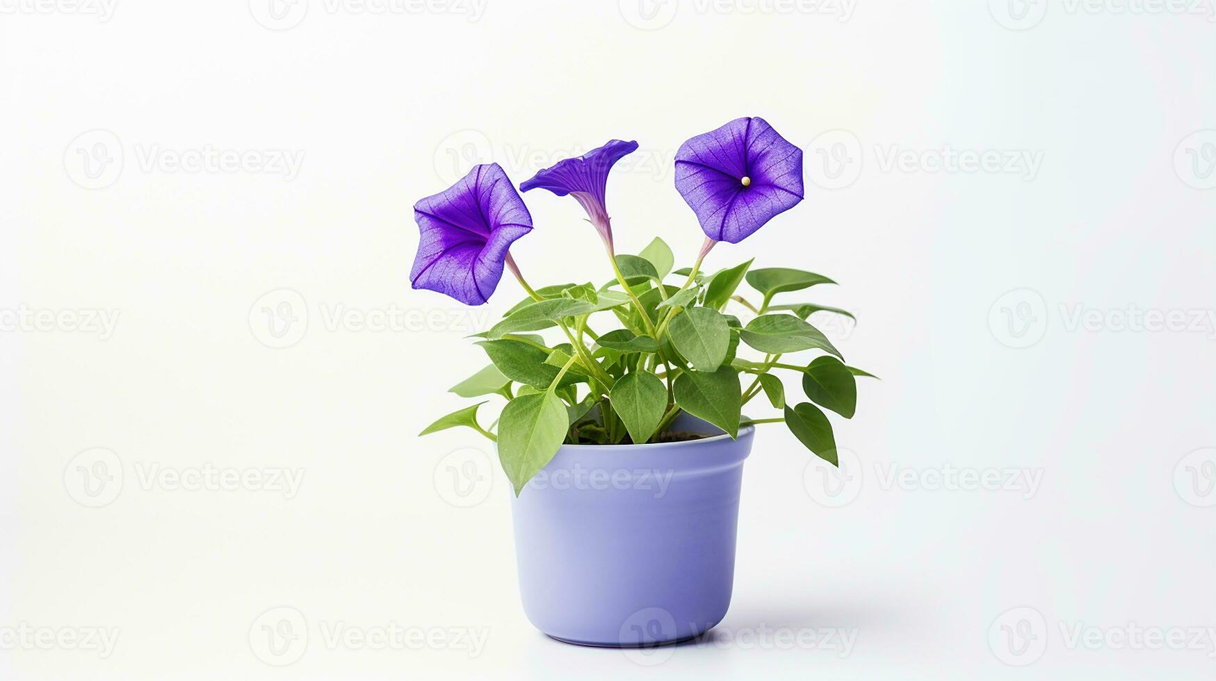 photo de Matin gloire fleur dans pot isolé sur blanc Contexte. génératif ai