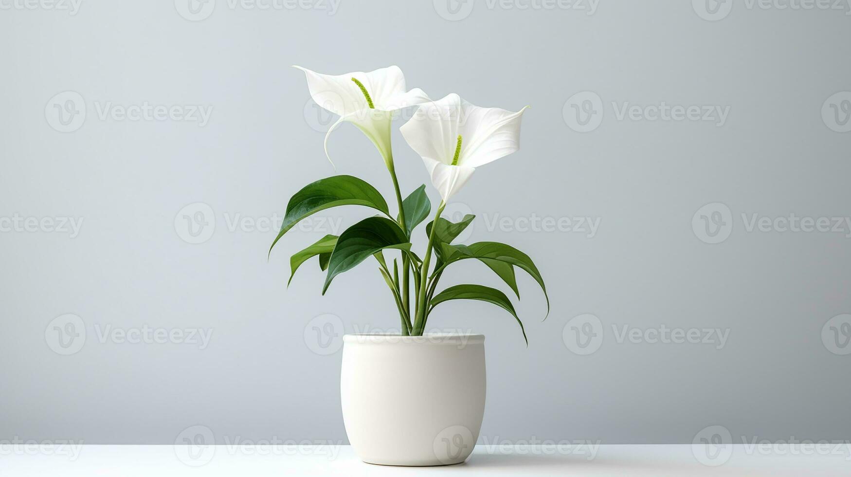 photo de fleur de lune dans pot isolé sur blanc Contexte. génératif ai