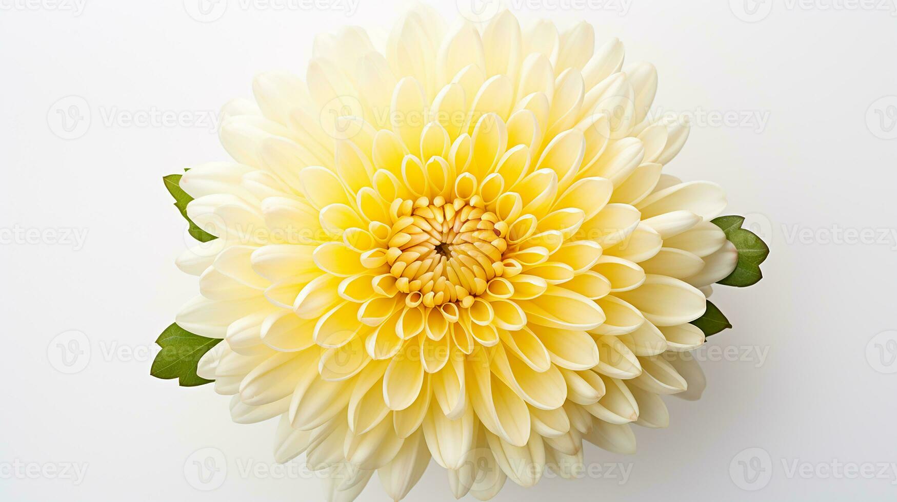 photo de magnifique chrysanthème fleur isolé sur blanc Contexte. génératif ai