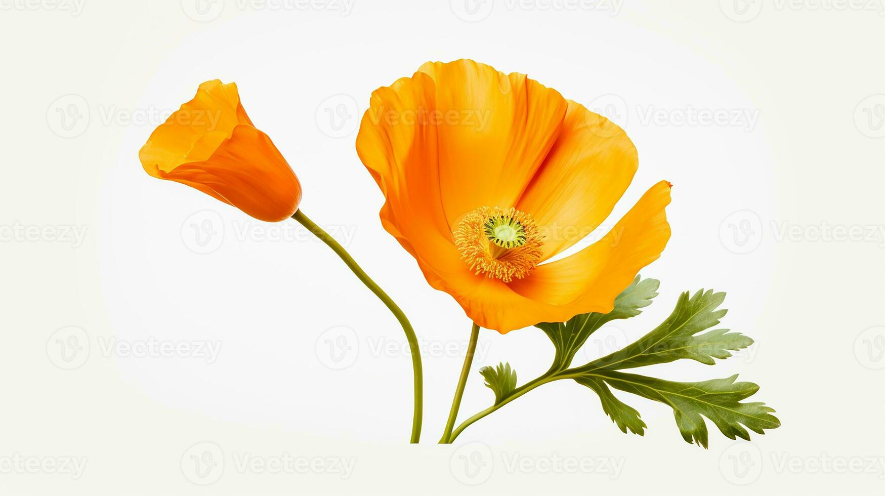 photo de magnifique calendula fleur isolé sur blanc Contexte. génératif ai