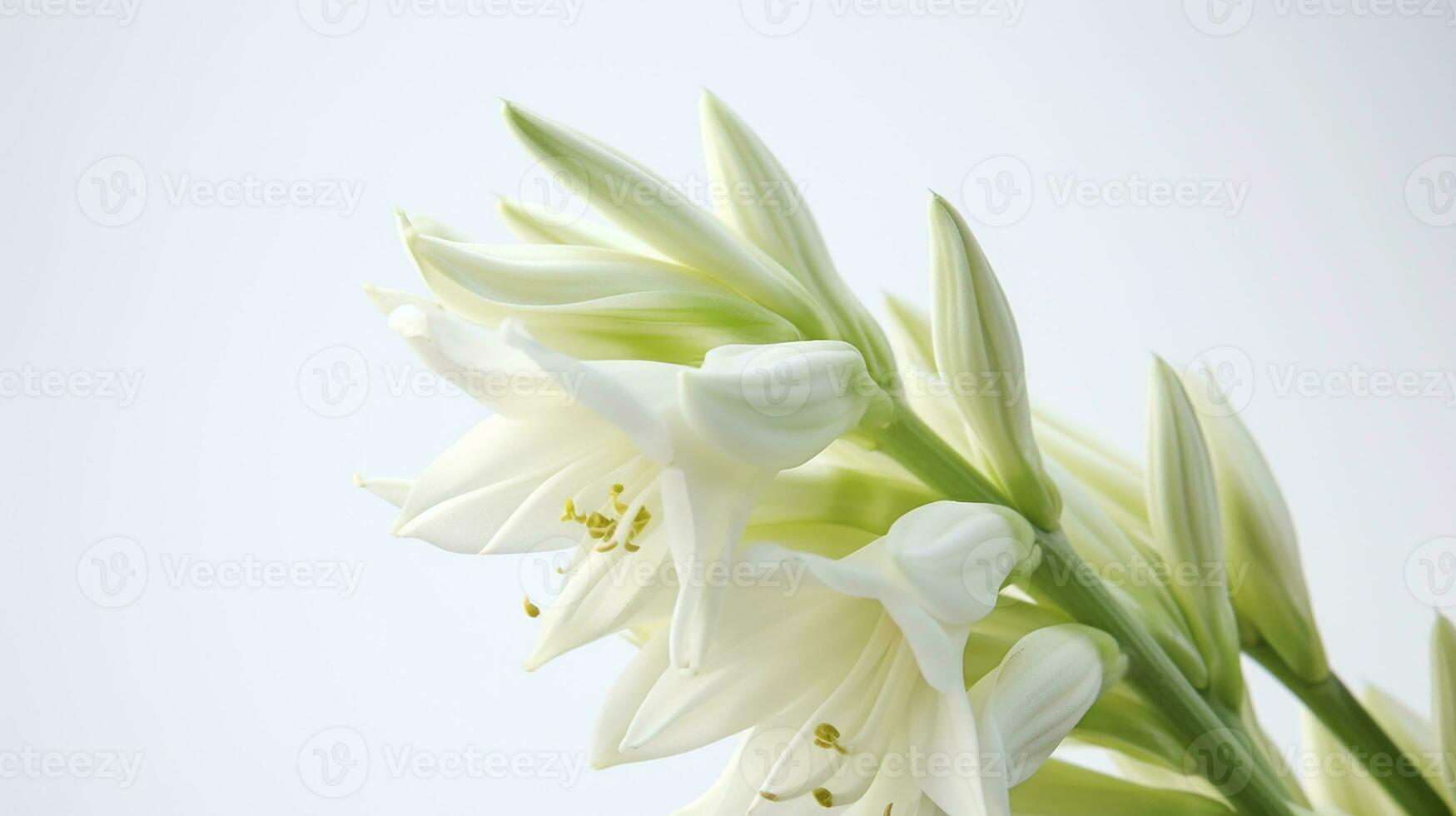 photo de magnifique yucca fleur isolé sur blanc Contexte. génératif ai