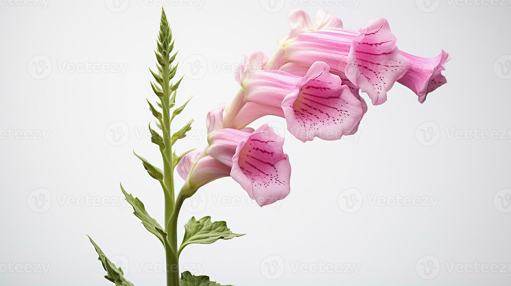 photo de magnifique digitale pourprée fleur isolé sur blanc Contexte. génératif ai