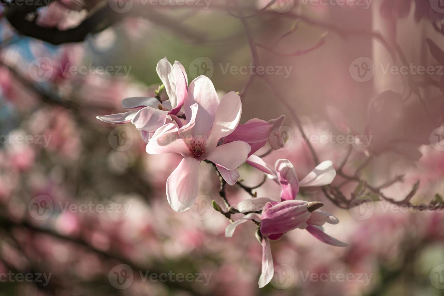 magnolias en fleurs dans les vieux quartiers de strasbourg, printemps chaud et ensoleillé. photo