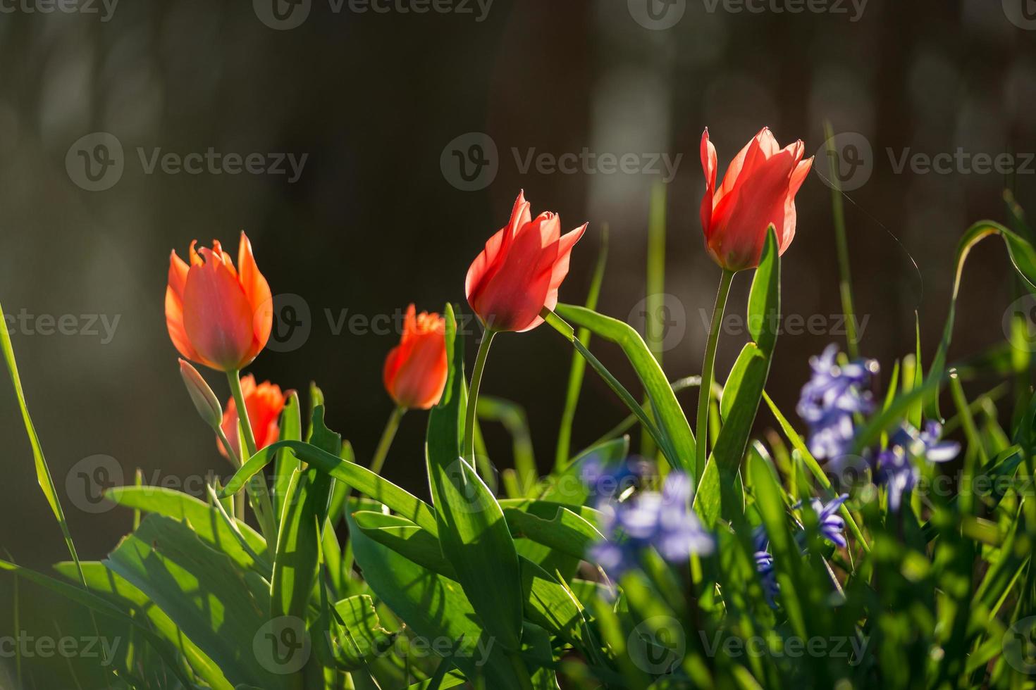 jonquilles et tulipes dans les rayons du soleil couchant. ville fleurie de strasbourg, printemps. photo