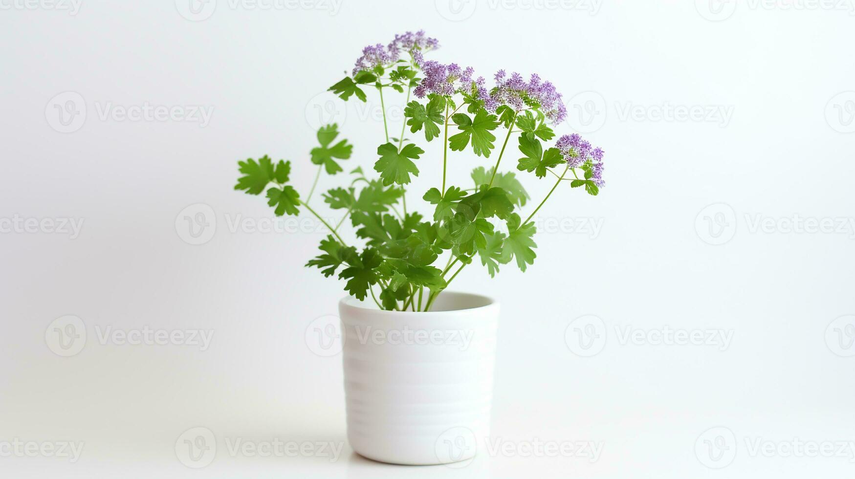 photo de Prairie rue fleur dans pot isolé sur blanc Contexte. génératif ai