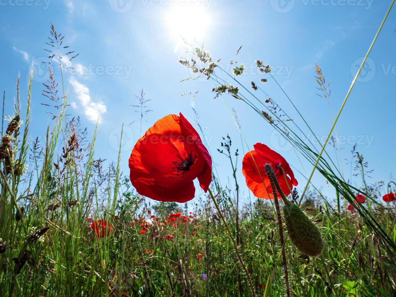 coquelicots rouges en fleurs sur fond de ciel bleu photo