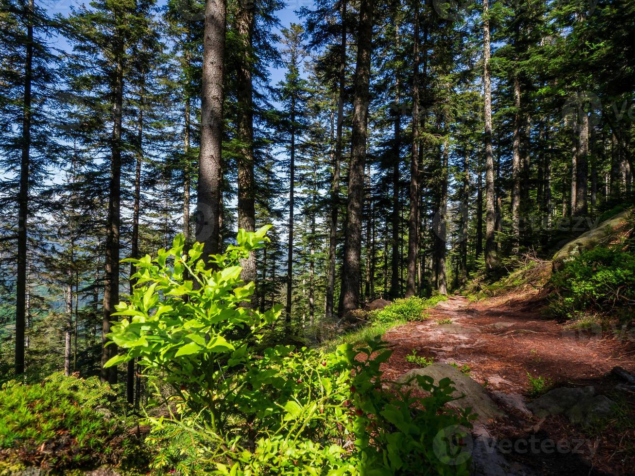 paysages magnifiques des vosges en france photo