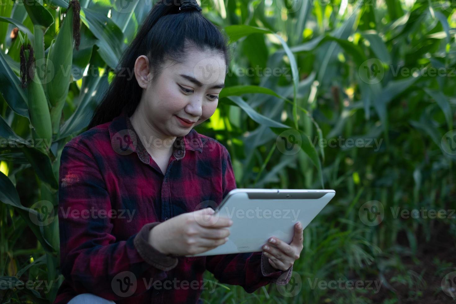 Jeune agricultrice utilise une tablette en observant certains graphiques du maïs dans le jardin photo