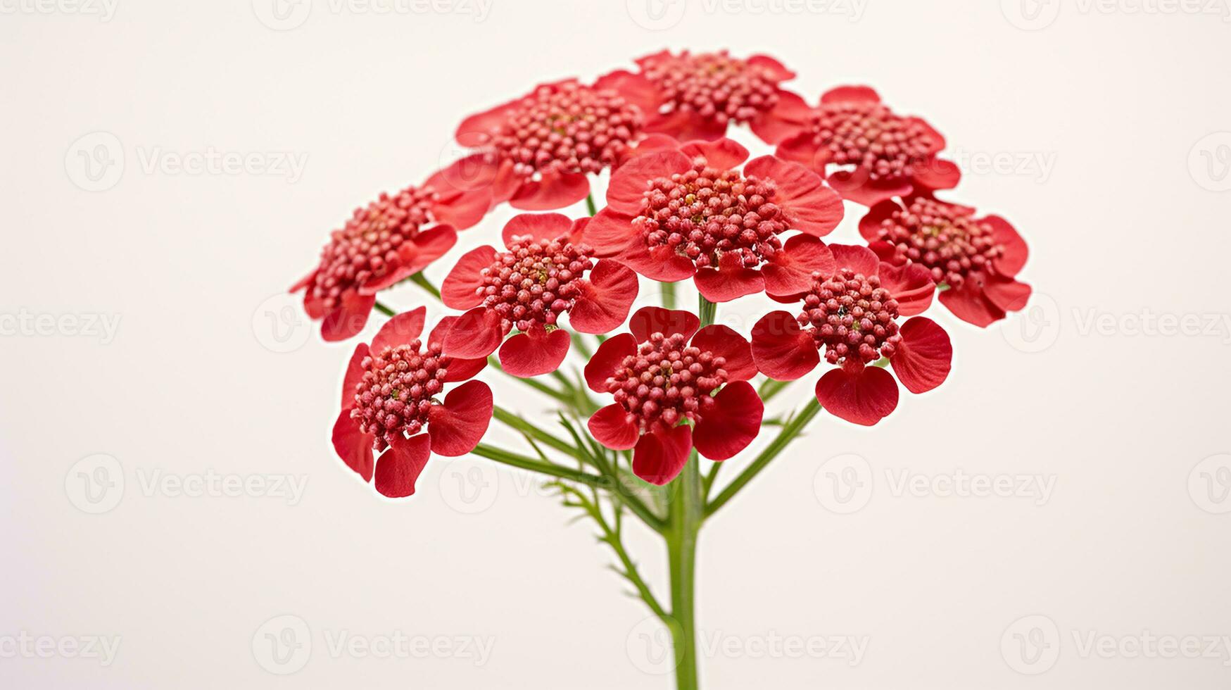 photo de magnifique achillée fleur isolé sur blanc Contexte. génératif ai