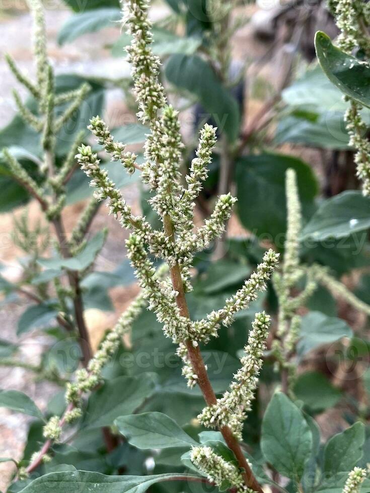 vert feuilles de une épinard plante dans le jardin photo