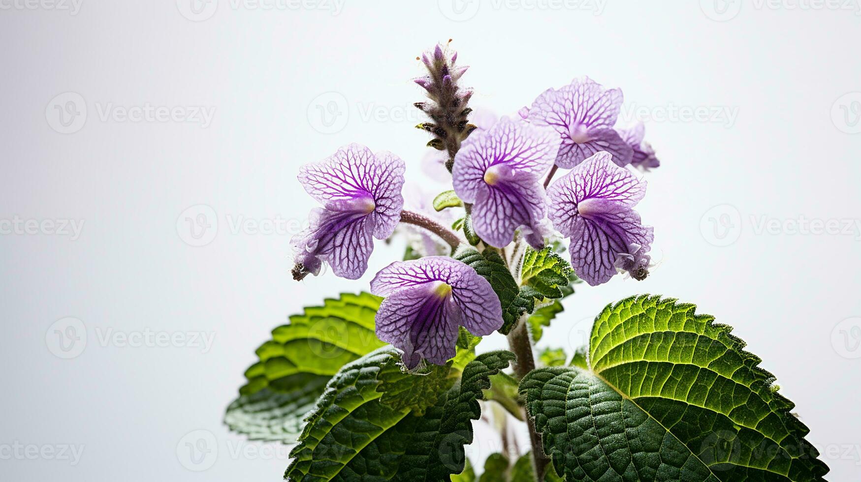 photo de magnifique Pointé ortie blanche fleur isolé sur blanc Contexte. génératif ai