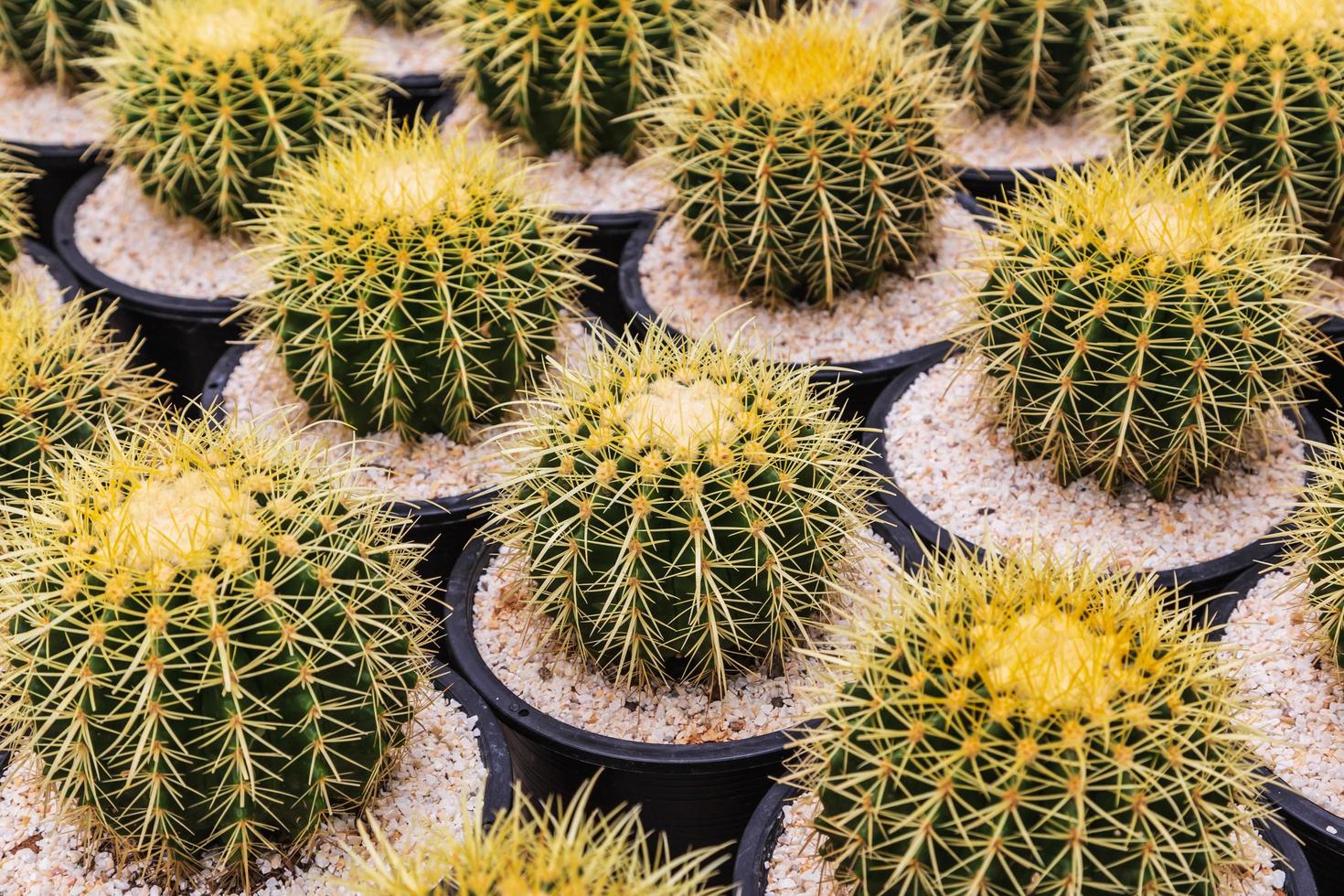 cactus en pots photo