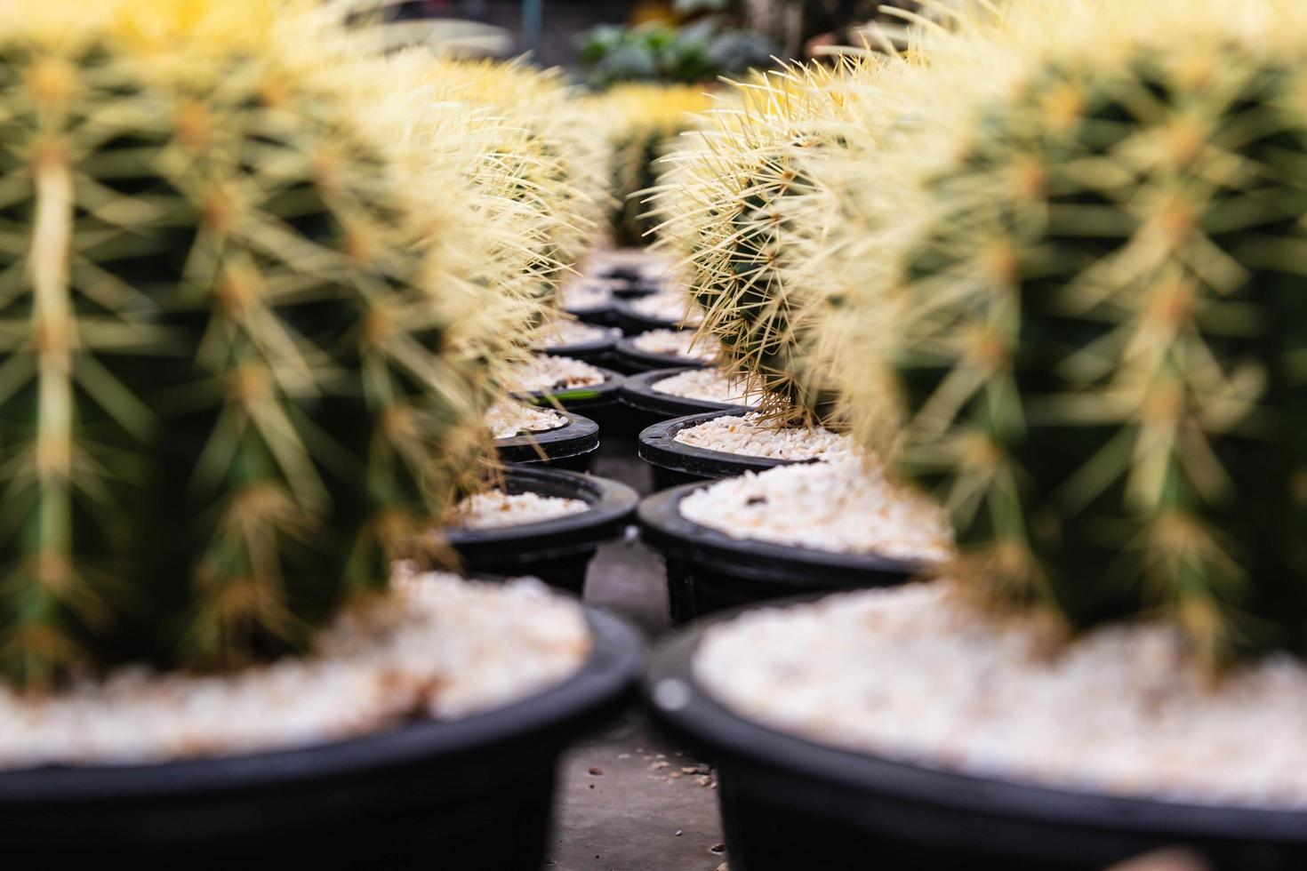 cactus en pots photo