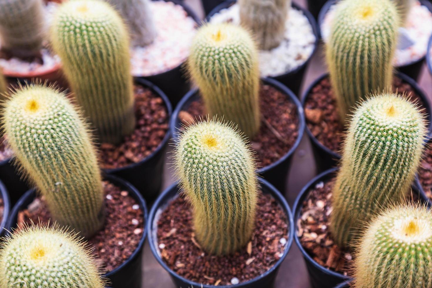 cactus en pots photo