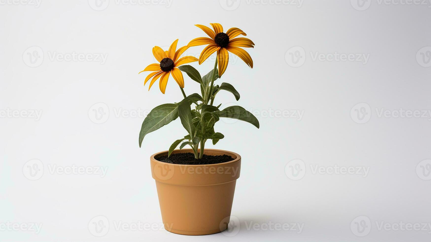 photo de Œil au beur noir Susan fleur dans pot isolé sur blanc Contexte. génératif ai