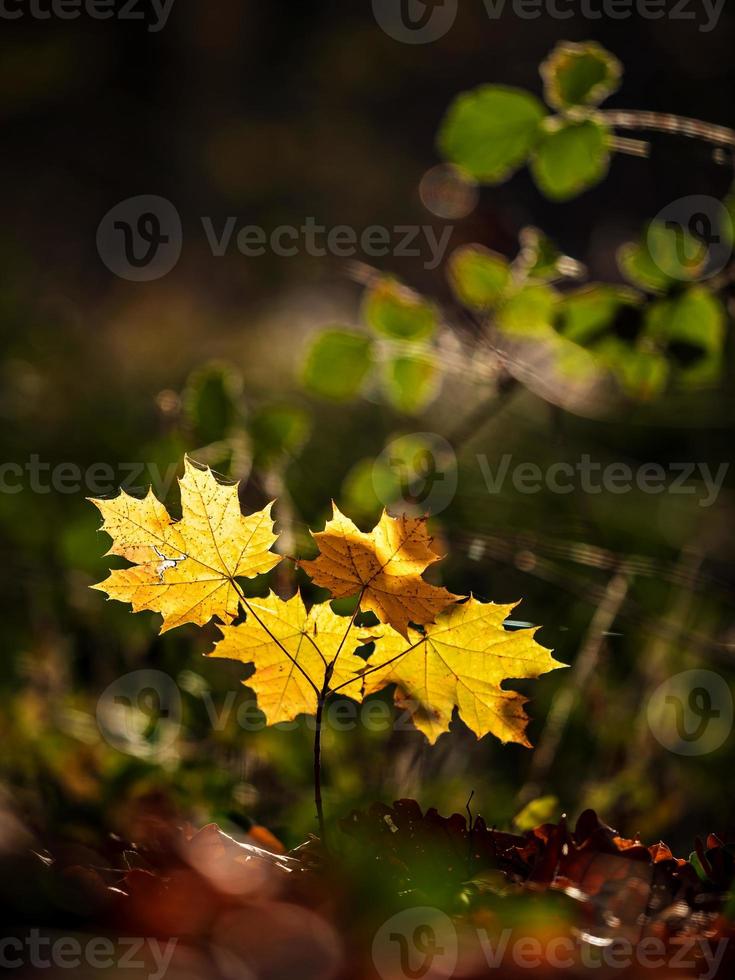 temps ensoleillé dans la forêt photo