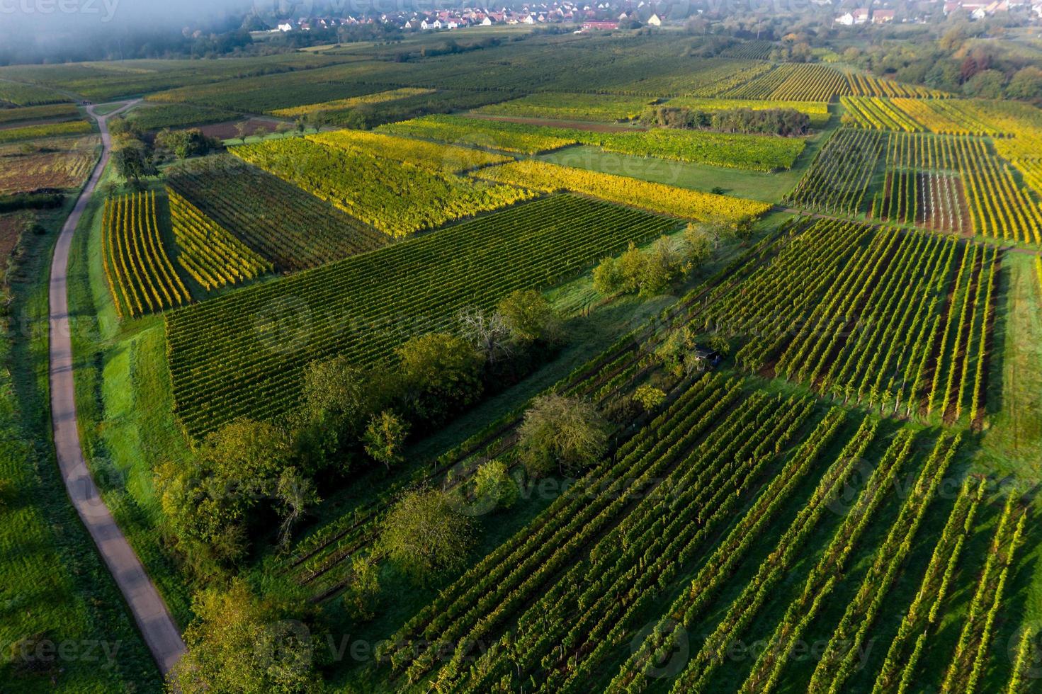 vignobles dans les contreforts vosgiens, france photo