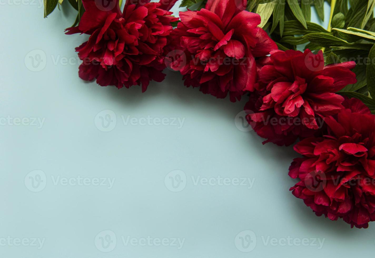 bordure de fleurs de pivoine sur fond bleu pastel photo