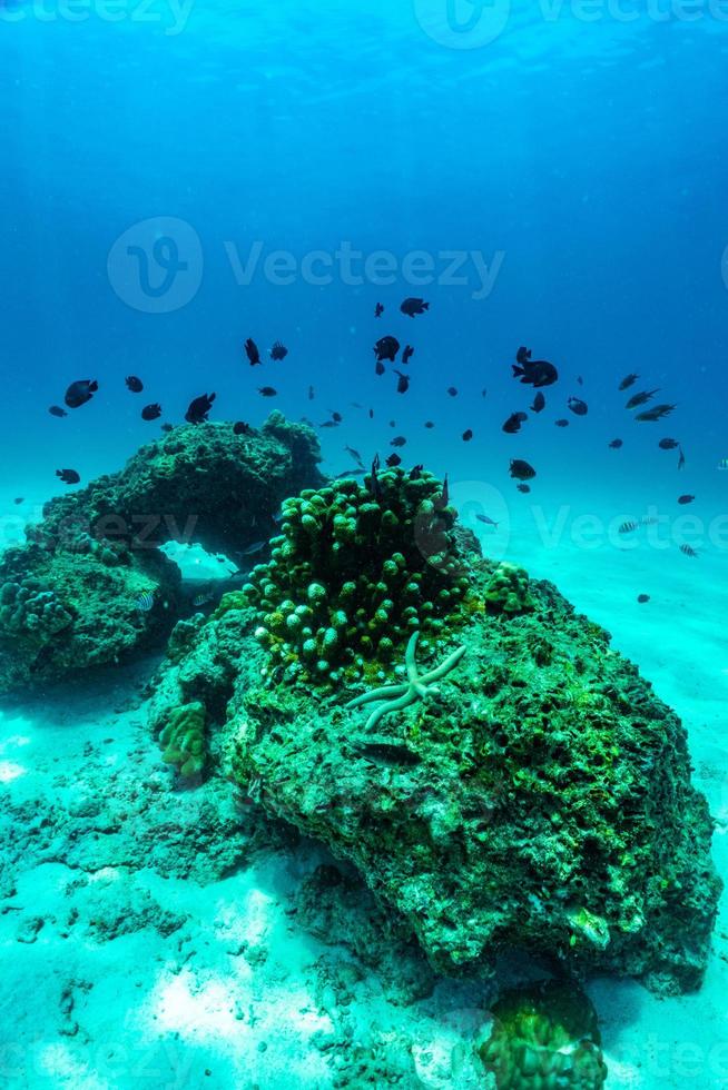 scène sous-marine avec récif de corail et poisson. photo