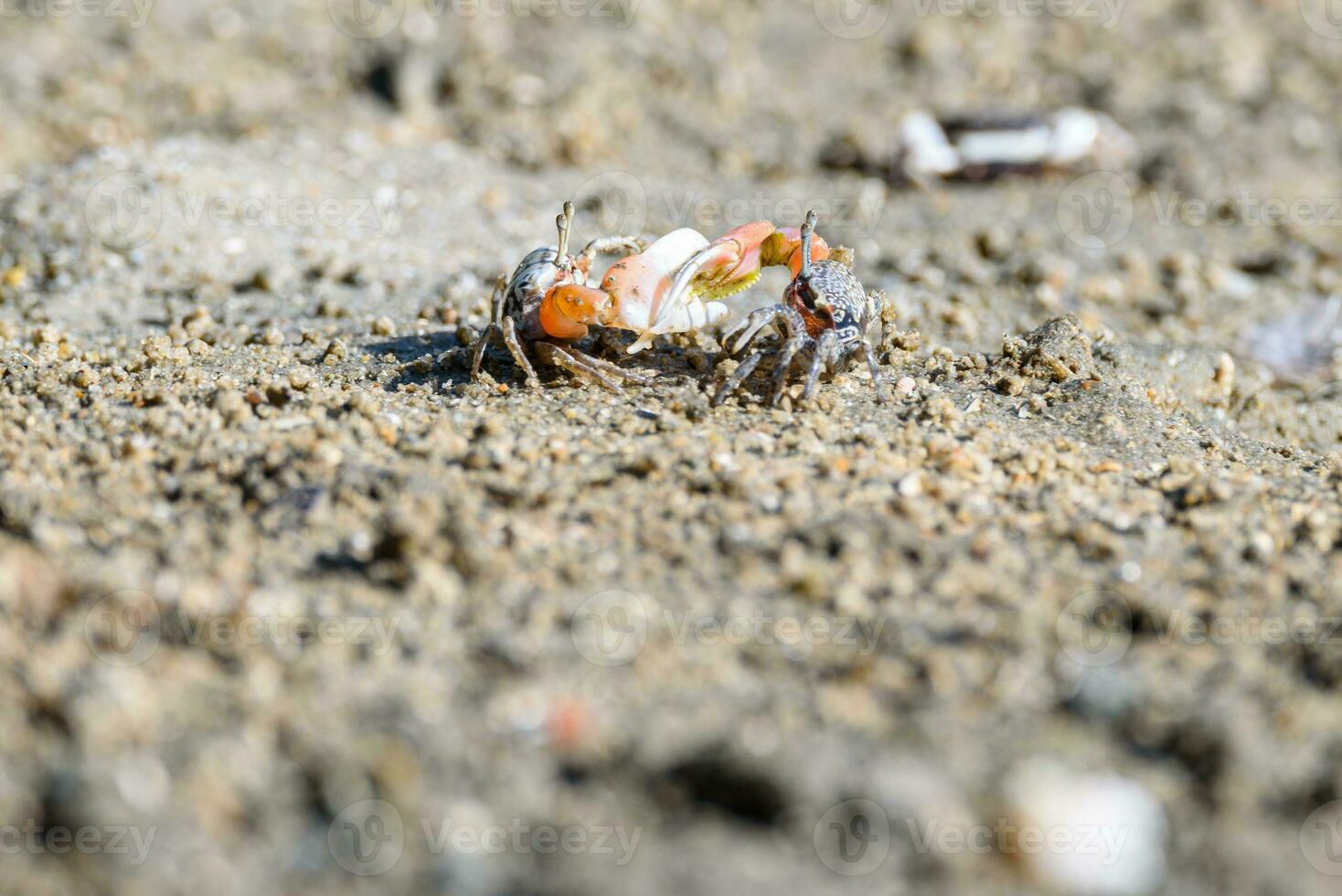 violoneux Crabes, petit Masculin mer Crabe sont combat photo