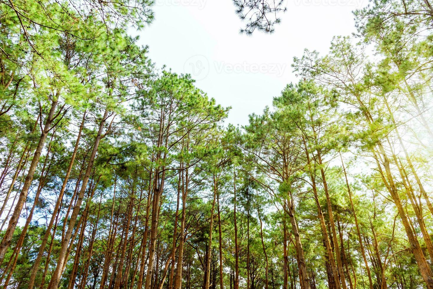 pinus kesiya forêt dans Thaïlande photo