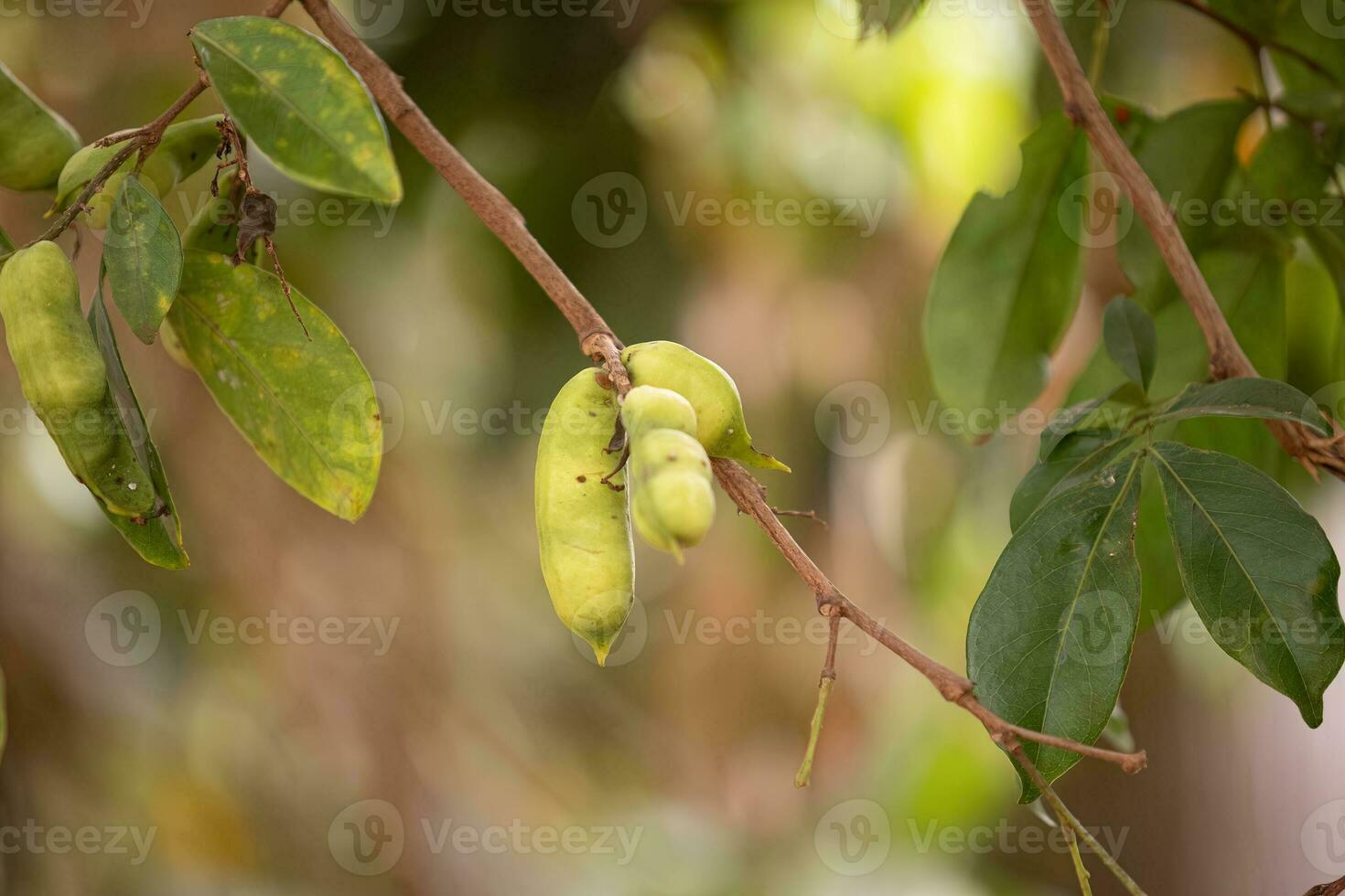 des fruits de le arbre appelé inga photo