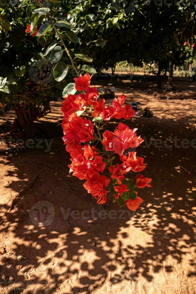 fleurs de plantes ornementales photo