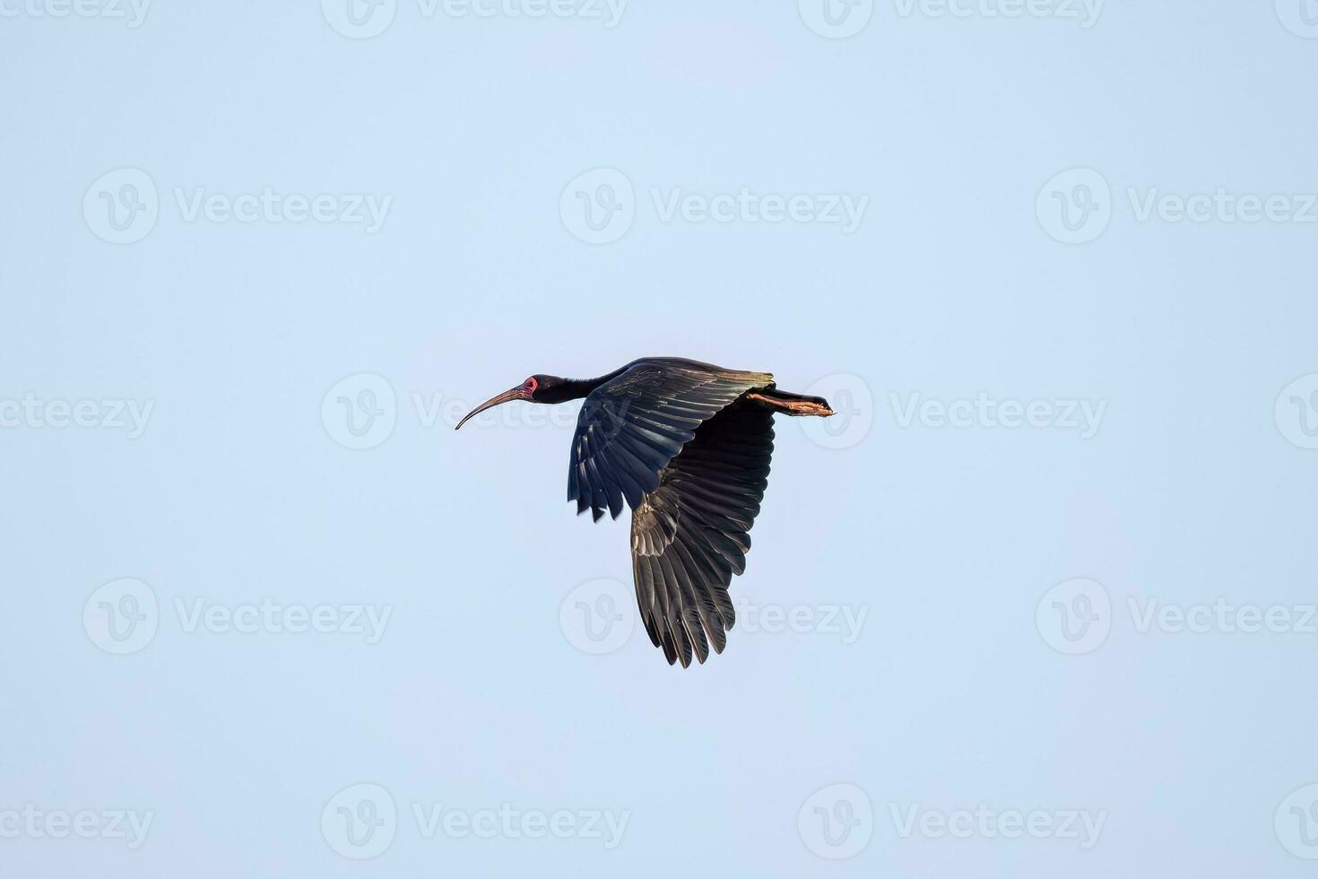 animal nu face ibis dans mouche photo