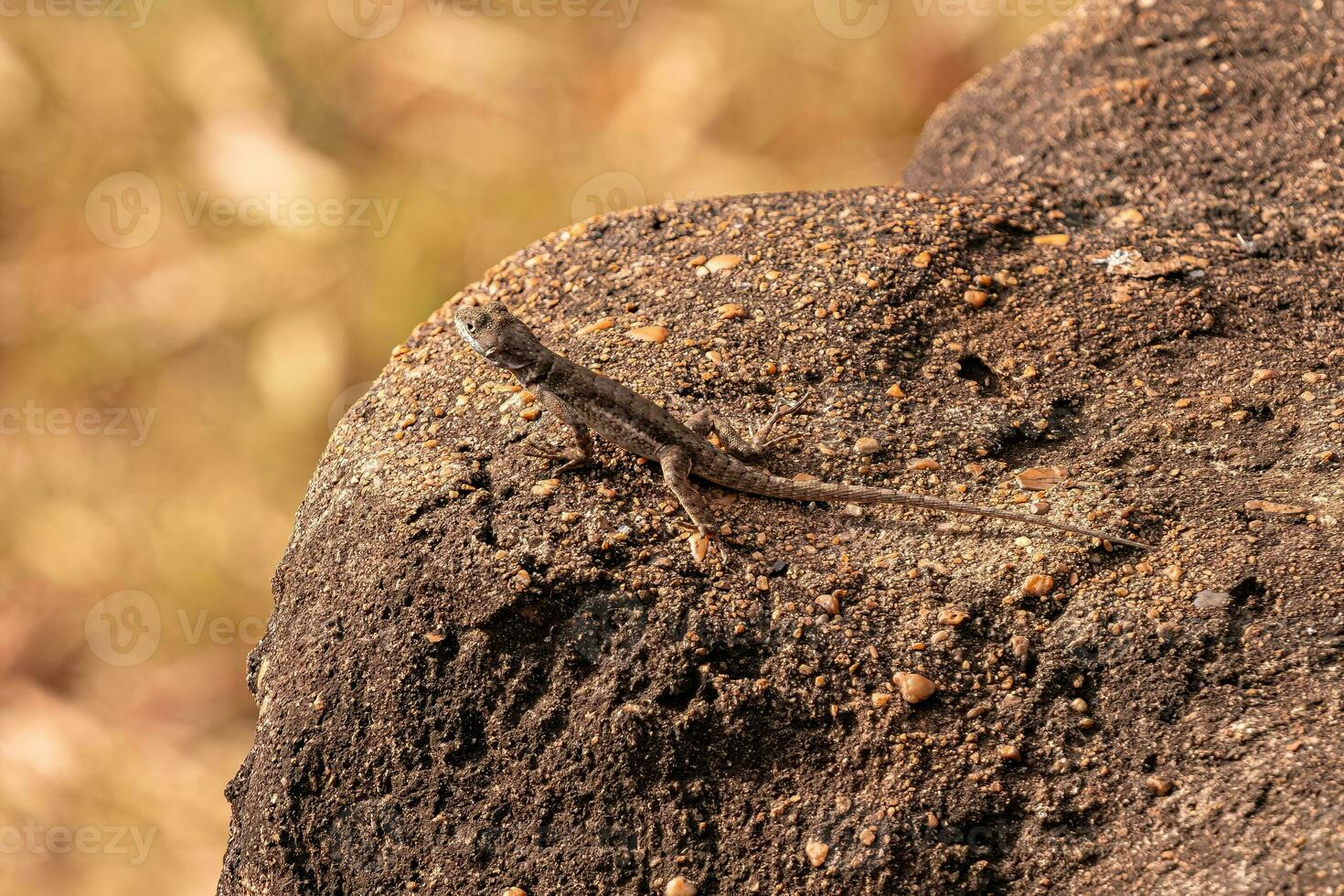 petit lézard terrestre photo