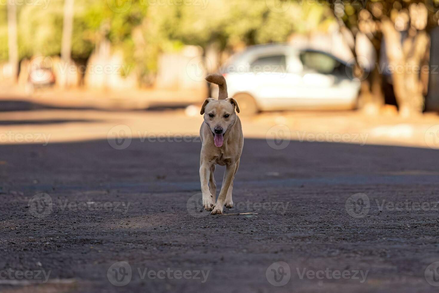 animal mammifère chien dans le rue photo