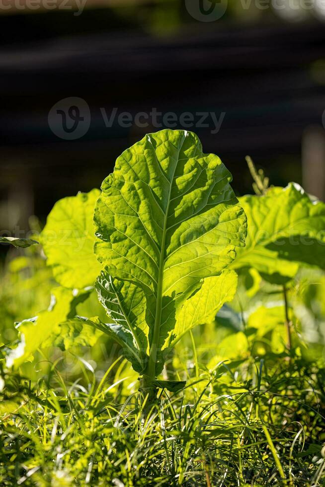 chou légume plante photo