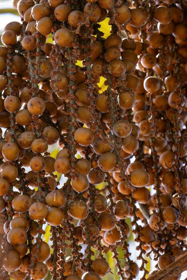 des fruits de le buriti paume photo