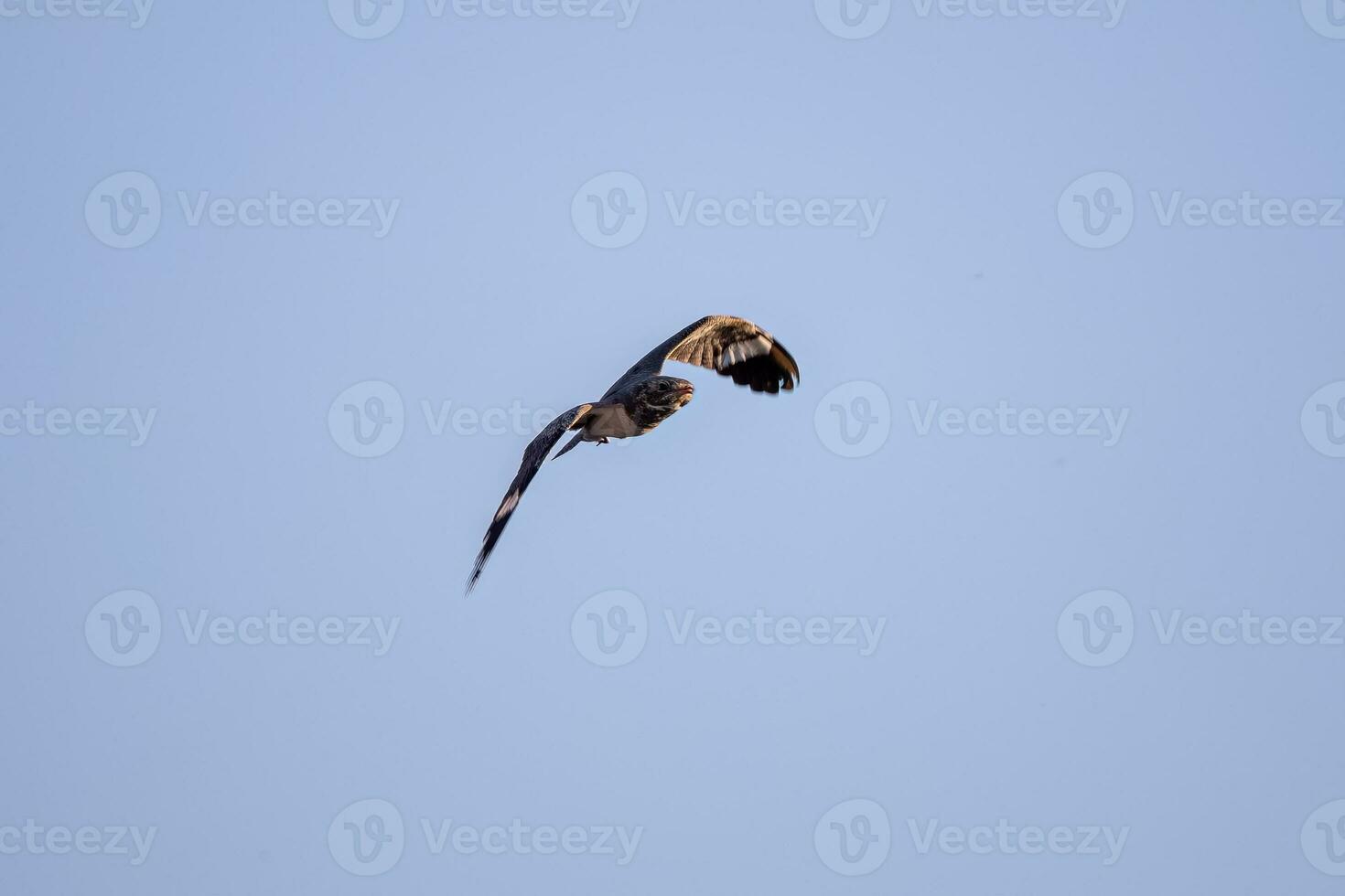 animal nacunda engoulevent dans mouche photo