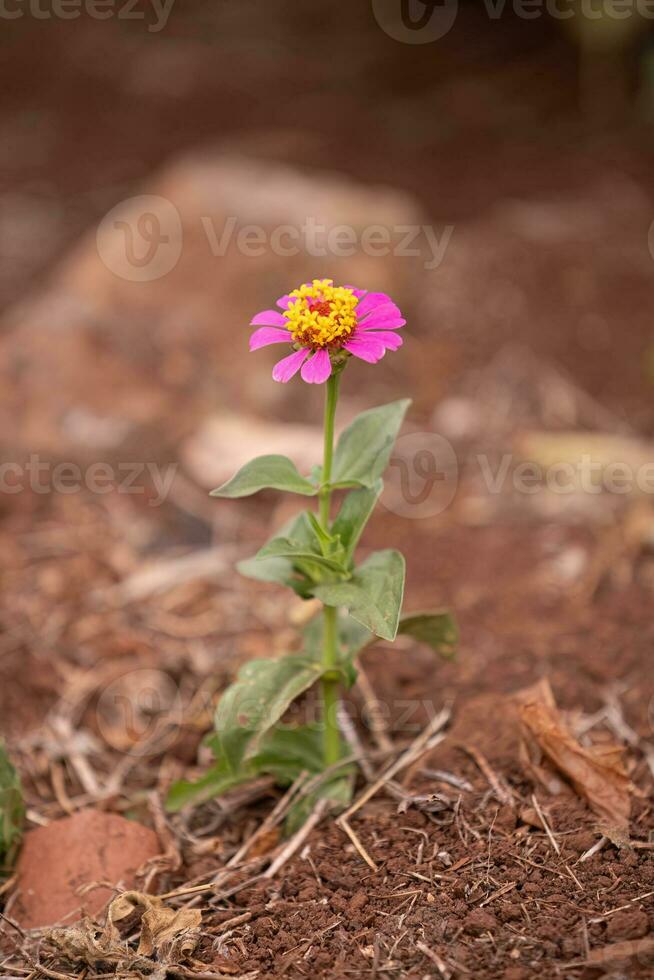 élégant zinnia fleur photo