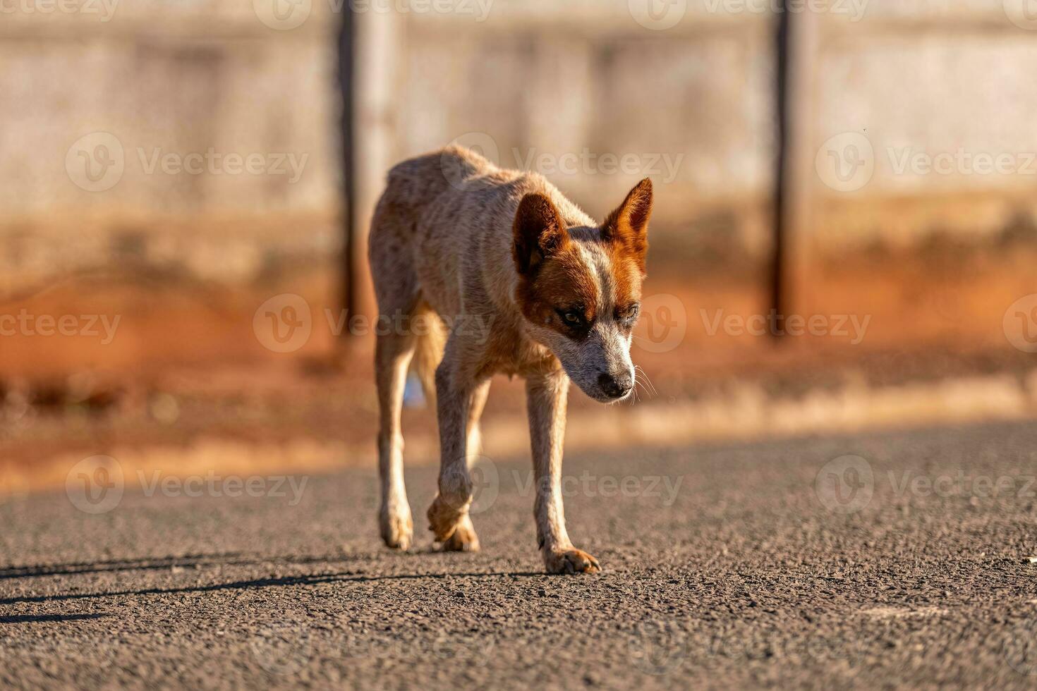 animal mammifère chien dans le rue photo