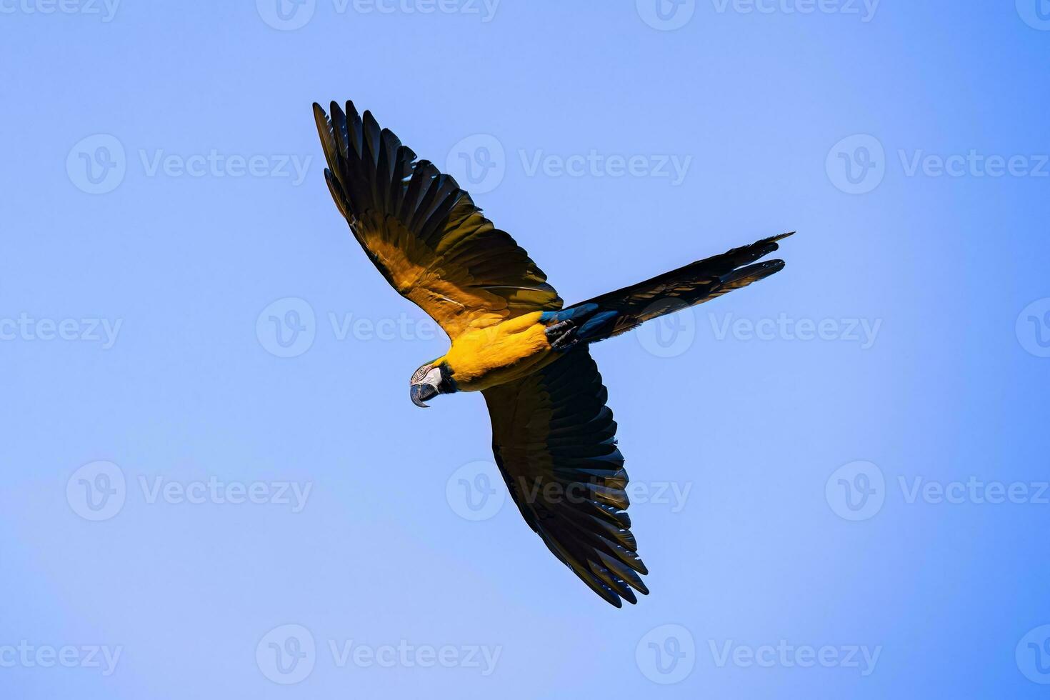 ara bleu et jaune adulte photo