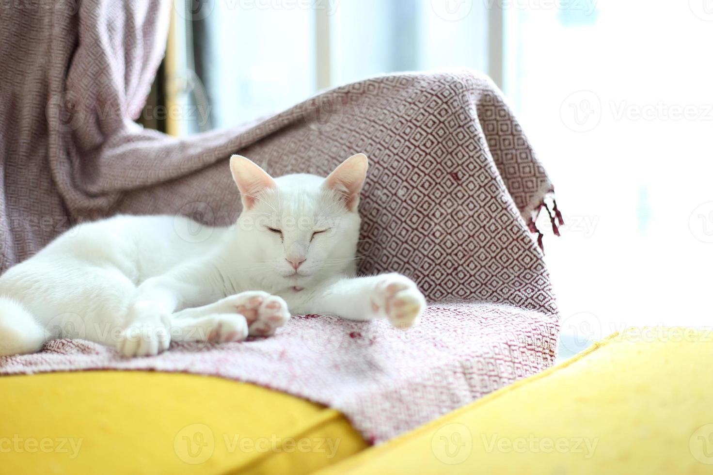chat blanc relaxant photo